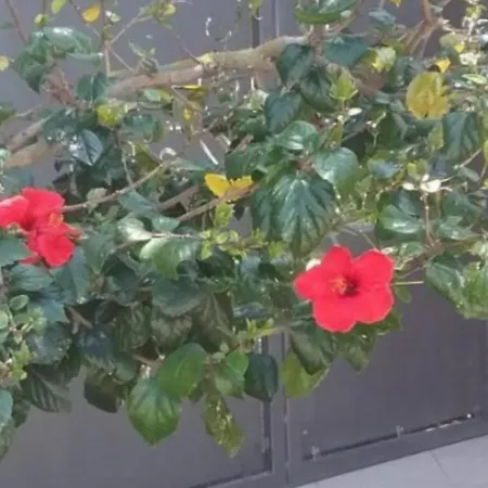 Isola Antica Sole 4*